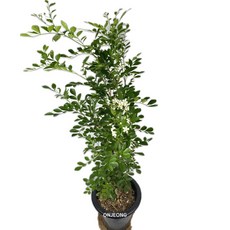 오렌지자스민 흰색꽃 향기나는꽃 102cm 온정농원, 1개