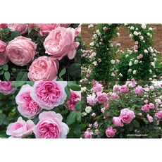 영국 장미 묘목/데이비드 오스틴 장미(David Austin Rose), 11. 이모젠(Imogen), 1개