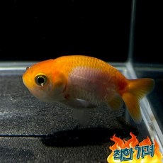 열대어 홍백 난주 유어 물고기 키우기