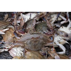 2021년 조업시작 국내산 활꽃게 암꽃게 숫꽃게 봄꽃게 가을꽃게 얼음포장 리뷰후기