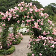 영국 장미 묘목/데이비드 오스틴 장미(David Austin Rose), 디에이시언트마리너, 1개