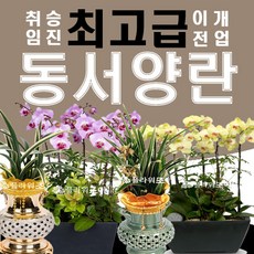 플라워조아 동양란 황룡금 승진 취임 개업 영전 난배송 축하선물 리뷰후기