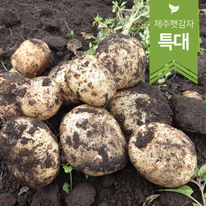 [요리/찜용]제주햇감자(특대) 3~20kg, 제주햇감자(특대) 20kg, 1개