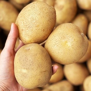국내산 감자 햇감자 수미감자 타박감자 강원도감자 3kg 5kg 10kg, 특사이즈(찜/요리용), 1개