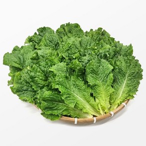 사계절 청년농부 신선한 로메인 상추 유럽 유러피안, 1박스, 4kg