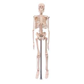 Partybok 迷你全身骨架人體模型 45 厘米, 1個
