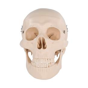 Partybok 彩色顯示頭骨人體模型, 1個