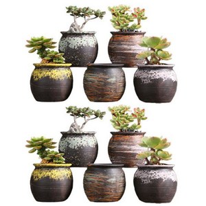 다화모 다육이화분(무지개롱), 무지개롱10종