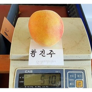 황진주복숭아나무 분묘 유실수묘목 딱딱이복숭아 황도복숭아나무, 1개, 황진주복숭아분묘