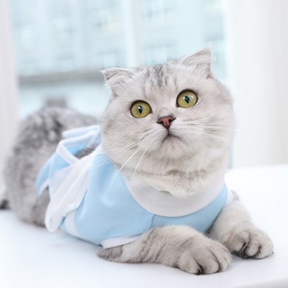 온기 환묘복 리뷰후기