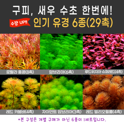 유경수초 6종 구피 새우 수초 어항 입문자 초보 쉬운 붉은 아름다운 은신처