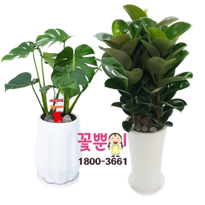 꽃뿐이 몬스테라 고무나무 개업식 대표 공기정화식물 리뷰후기