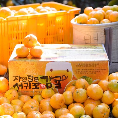 알동네 제주도 노지감귤 로얄과 소과 중과 타이벡귤 고당도귤 제철과일 선물 리뷰후기