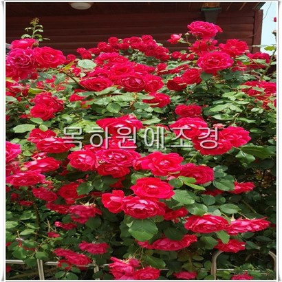 목하원예조경 장미나무 묘목 넝쿨장미 덩굴장미 줄장미묘목 줄장미나무 H12 빨강색