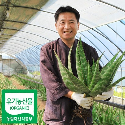 알로에 유기농생알로에 사포나리아