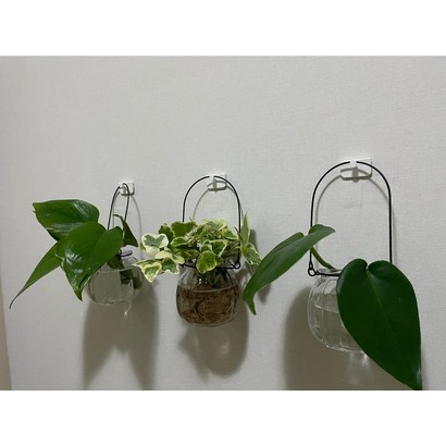 아림마케트 박화병 화병 수경재배