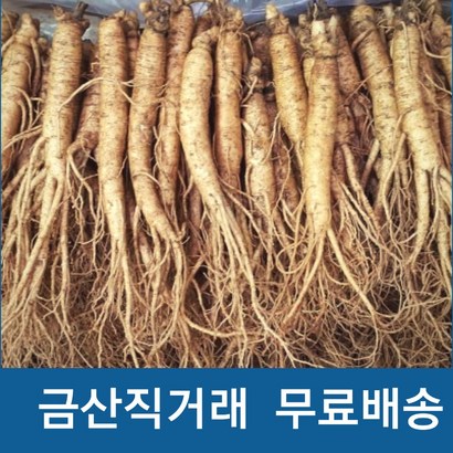 인삼 수삼 실속형 5 6년근 햇수삼 10-14뿌리 삼계탕 믹서용 원수삼