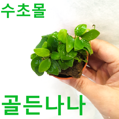 골든나나 초보자수초 자연수초 음성수초