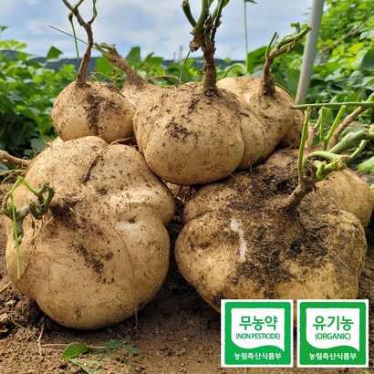 유기농 무농약 멕시코감자 히카마 국내산 산지직송 얌빈 JICAMA 생 슈퍼푸드 다이어트 혈당개선 당뇨개선 리뷰후기