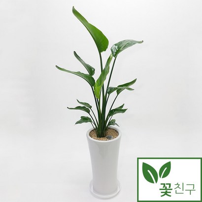 꽃친구 극락조 여인초 개업 축하 화분 키큰 식물 전국 당일배송
