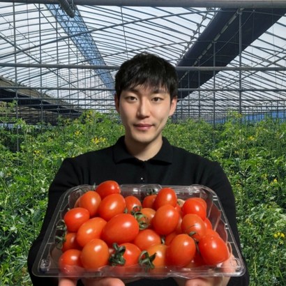 애플 스테비아 토마토 샤인 마토