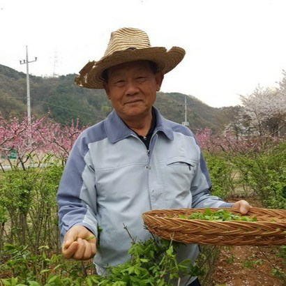 화살나무 홑잎 티백차 천기누설 방영 건강 지킴이