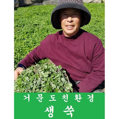 생쑥- 거문도 친환경 쑥