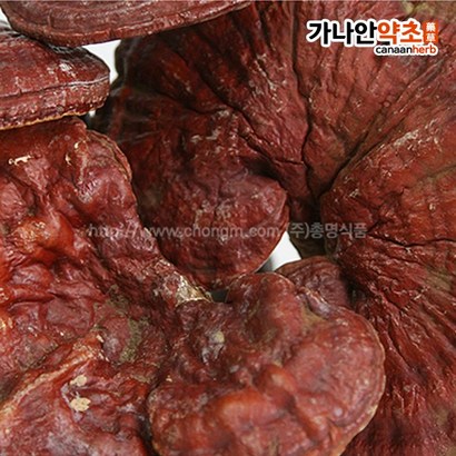 가나안약초 국산 자연산 영지버섯