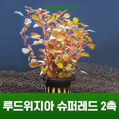 루드위지아 슈퍼레드