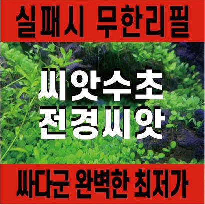 싸다군 씨앗수초
