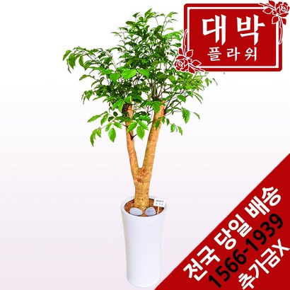 대박플라워 행복나무 개업화분 집들이 인테리어화분 공기정화식물 관엽식물 전국꽃배달서비스 리뷰후기