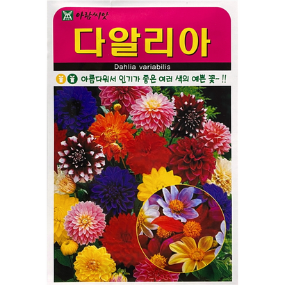 다알리아 꽃씨앗 100립