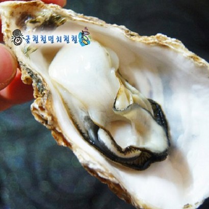 통영 가리비 석화굴 당일조업출하