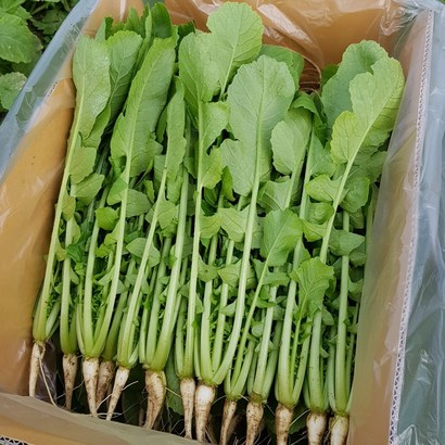 안산팜 사계절 아삭아삭 맛있는 열무 GAP 저탄소 인증 리뷰후기