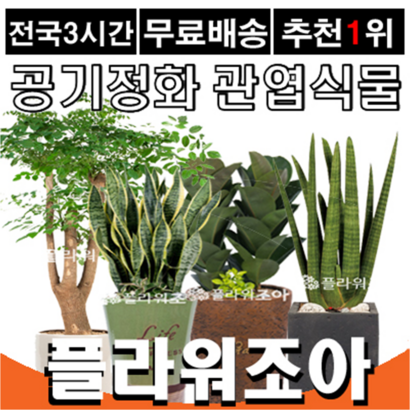 플라워조아 관엽식물화분 공기정화식물 리뷰후기