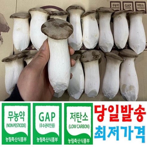도담농산 새송이버섯 당일수확 리뷰후기