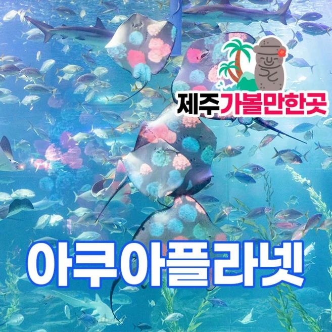 [제주] 제주 아쿠아플라넷+제주가볼만한곳