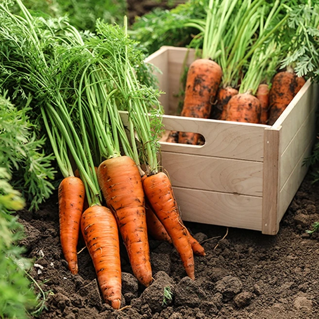 국내산 햇 흙당근, 1개, 5kg(중)