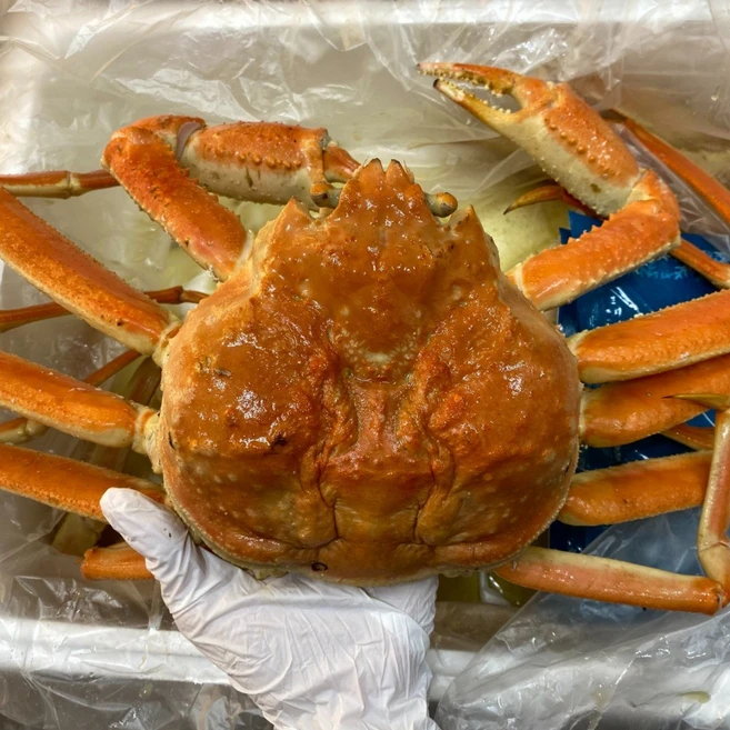러시아대게 마가단 자숙 박달대게, 1개, 가정용 대게 3kg 내외 (2~4미)