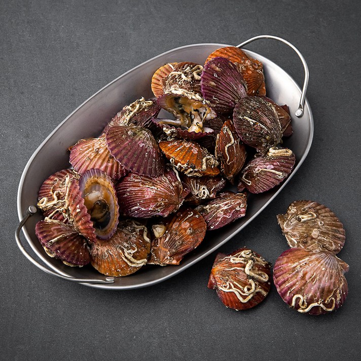 바다자리 국산 생물 홍가리비, 1.4kg, 1개