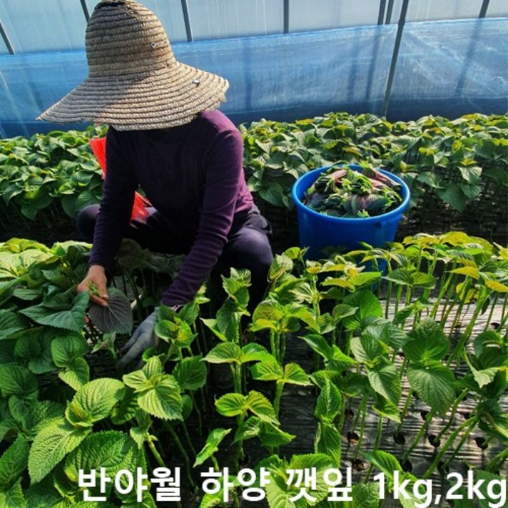 당일재배 산지직송 반야월 하양 깻잎, 1kg