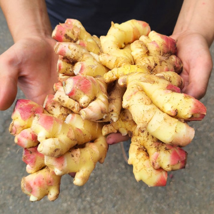 영호네농산물 국산 햇생강 최상급 특품 1kg, 1개