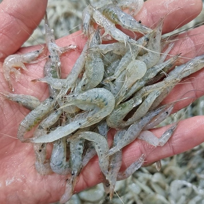 자연나라 국내 자연산 민물새우 1kg ( 500g x 2팩 ), 1개, (500gx2팩)