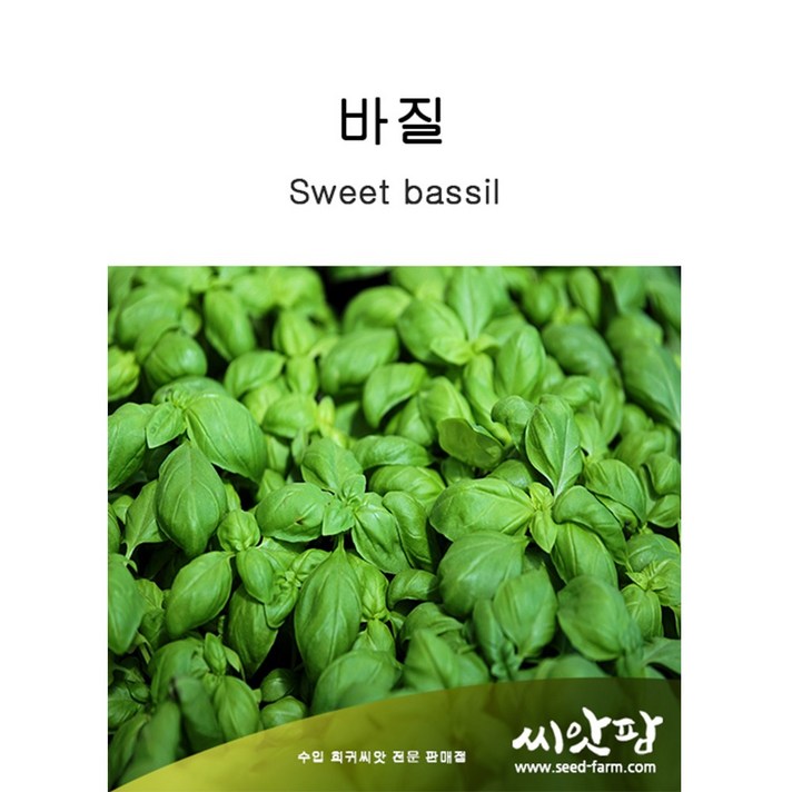 스위트 바질씨앗 /바실 (2000립) 바질키우기