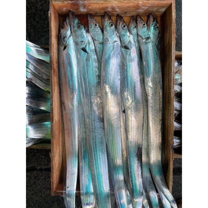 오늘잡은 당일바리 제주생물갈치 200g내외 10마리(2kg)