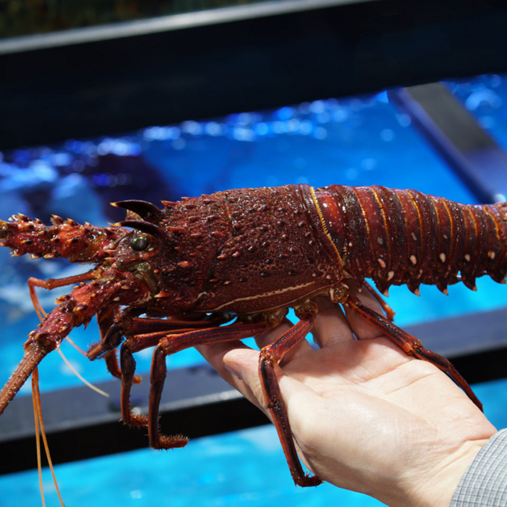 자숙 활 크레이피쉬 1마리 500g-3kg 생물 크레이피시 회 닭새우 스파이니 랍스터, 생물 활 크레이피쉬 1.8kg ~ 1.9kg