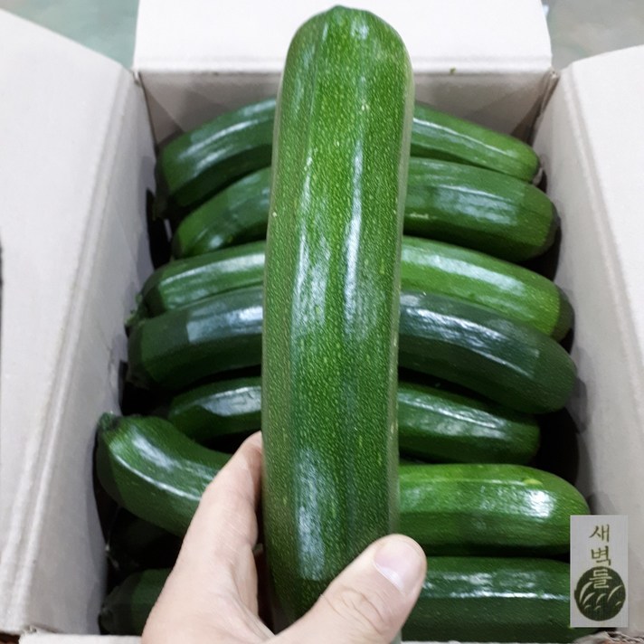 새벽들 쥬키니호박 (2개 5개 10kg), 1봉