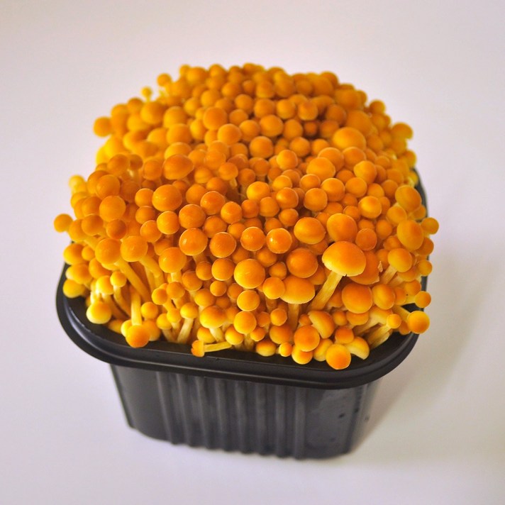 무농약 갈색팽이버섯 4팩(800g 내외), 1박스, 4팩(800g)