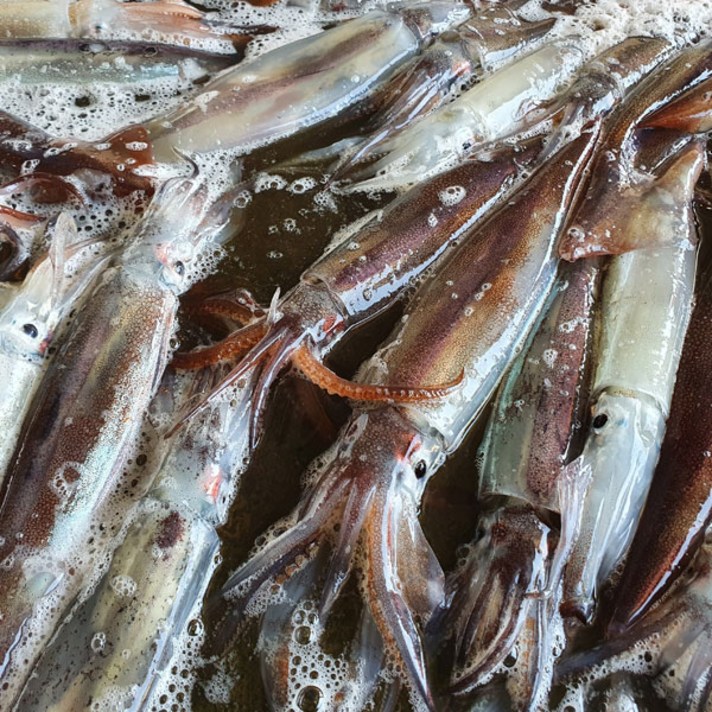 국내산 묵호항 활 급랭 오징어 1kg(4~10미 내외)
