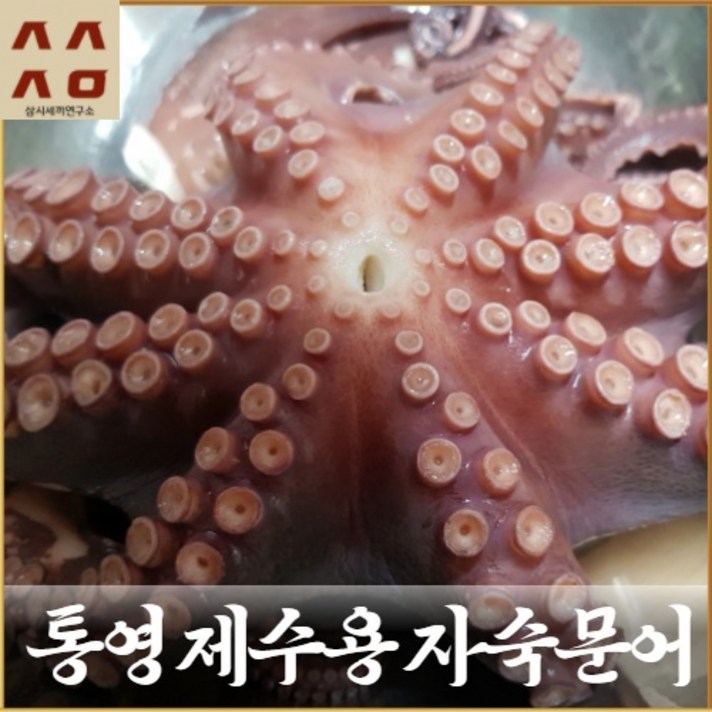 삼시세끼연구소 최상급 제수 용 돌 문어 통영문어 제사상문어 자숙 삶은 데친 2kg 1.5kg 1kg, 제수용 통영 문어 1kg 1마리
